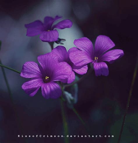 purple flowers flowers photo  fanpop