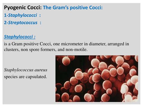 Ppt Pyogenic Cocci The Gram’s Positive Cocci 1 Staphylococci 2