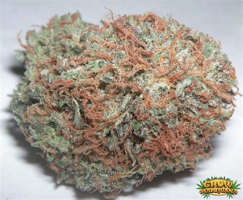 bubba kush seeds strain review grow marijuanacom