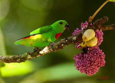 south east asia birds malaysia birds paradise blue crowned hanging parrot