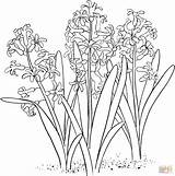Hyacinth Coloring Drawing Pages Hyacinthus Orientalis Common Garden Printable Silhouettes sketch template