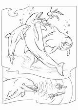 Coloriage Dauphins Colorier Dolphins Whales Coloriages Hugolescargot Resolution Imprimer sketch template