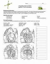 Frog Dissection Worksheet Worksheets Labeled Excelguider sketch template