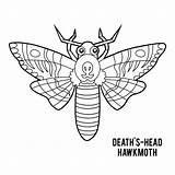 Head Moth Death Vector Illustrations Clip sketch template