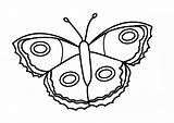 Silkworm Cocoon Butterflies sketch template