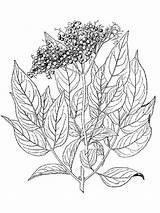 Elderberry sketch template