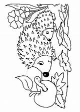 Colorare Ricci Pianetabambini Riccio Printable Animali Adulti Hedgehog Hedgehogs Scegli sketch template