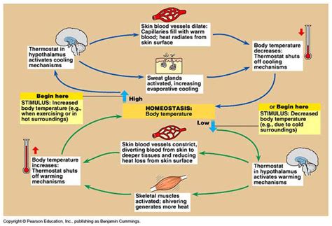 Ways to analyze calcium ions
