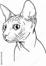 Sphynx Cat Coloring Sphinx Depositphotos St2 sketch template