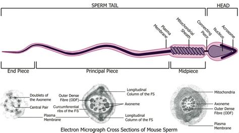 Anat2341 Lab 1 Spermatogenesis Embryology