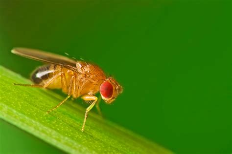 species identification    type  fruit fly biology stack