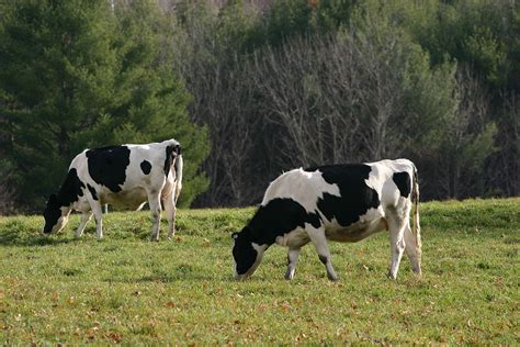 cattle simple english wikipedia   encyclopedia