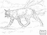 Lynx Coloring Laying Kitten Pages Drawing Printable Getdrawings Cute Cat Getcolorings sketch template