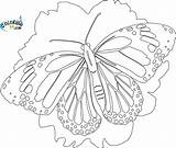 Coloring Butterfly Pages Monarch Printable Bing Detailed Butterflies Unicorn Sheet Print Coloring99 Kids Adult Printables Adults Sheets Popular Library Choose sketch template