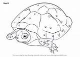 Turtle Draw Spotted Step Drawing Turtles Make Necessary Improvements Finally Finish Tortoises Tutorials Drawingtutorials101 sketch template