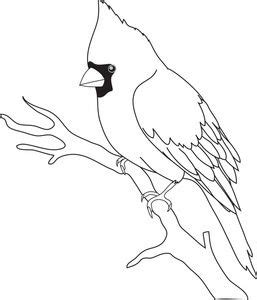 cardinal black  white clipart bird outline bird drawings