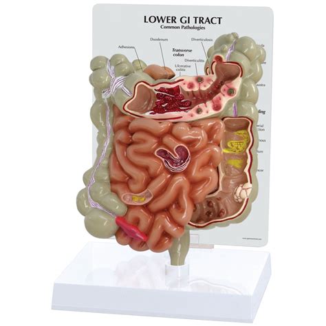 gi tract digestive system human anatomy biology