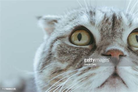 Selfie Pussy Stock Pictures Royalty Free Photos And Images