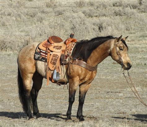 buckskin ref images  pinterest horses american quarter