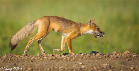 swift fox hunt talk