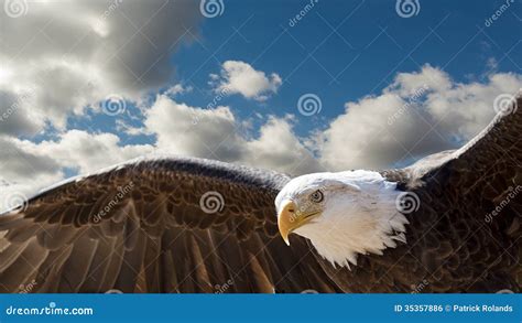 vliegende adelaar stock foto image  vogel sterkte