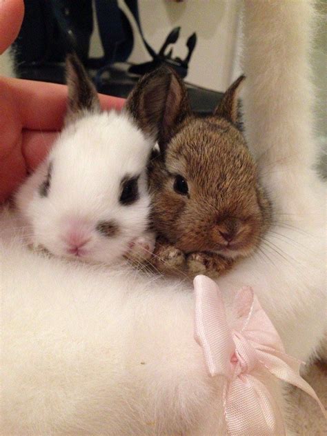 there s really nothing cuter than a bun secret life of rabbits bun b