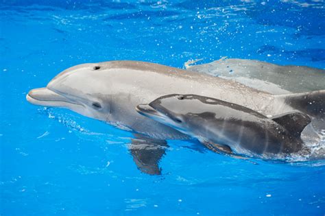 ultimate cuteness dolphin calf born  seaworld orlando  disney blog