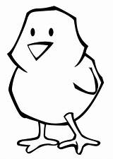 Pollito sketch template