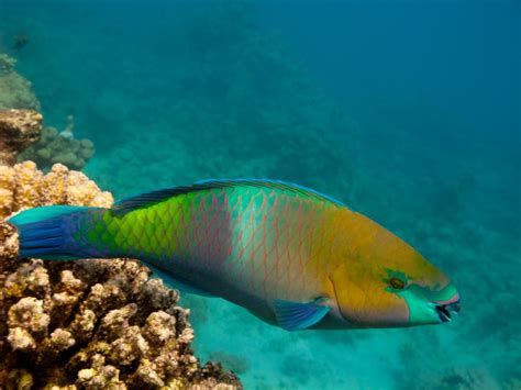 information  parrot fish