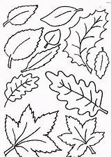 Colorat Frunze Imagini Copaci Frunzulite Desene sketch template