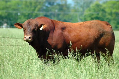 senepol cattle breeders association cattle farming cattle
