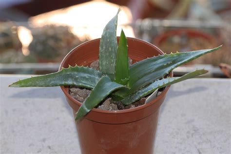 aloe downsiana    cm pot  plant  bought fr flickr