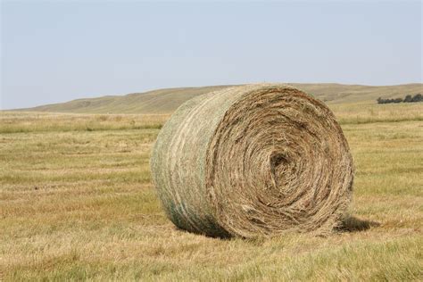 tight store hay  unl beef