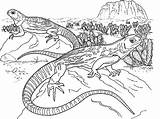 Lizard Coloring Pages Realistic Mating Getcolorings Print Getdrawings Color sketch template