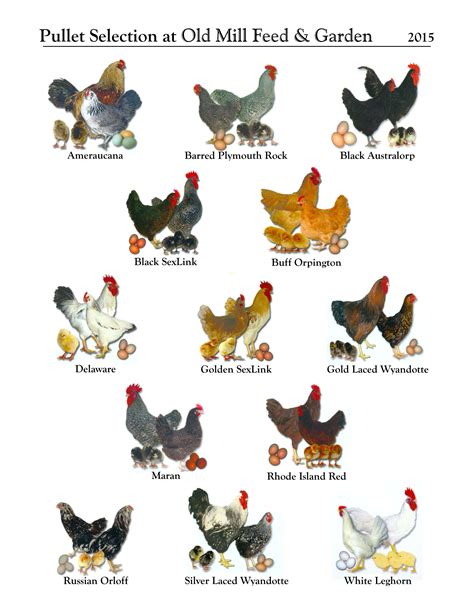 chickens stay  home mum chicken breeds chart
