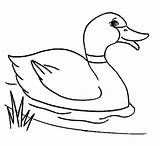 Duck Coloring Color Pages Animals Animal Print Back sketch template