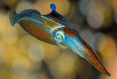 squid  rule  oceans essay zocalo public square