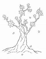 Coloring Tree Cherry Blossom Getcolorings sketch template