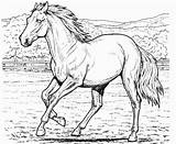 Cheval Imprimer Cavalo Corrida Chevaux Colorir Mustang Horses Coloringpagebook Pegase Tete Tresor Momes Coloriages Tudodesenhos Friday Dessins sketch template
