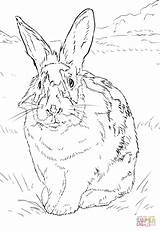 Coloriage Ausmalbilder Kaninchen Lapin Ausmalbild Environnement Grassland Hasen Weisses Schwarz Coniglio Imprimé Kategorien sketch template