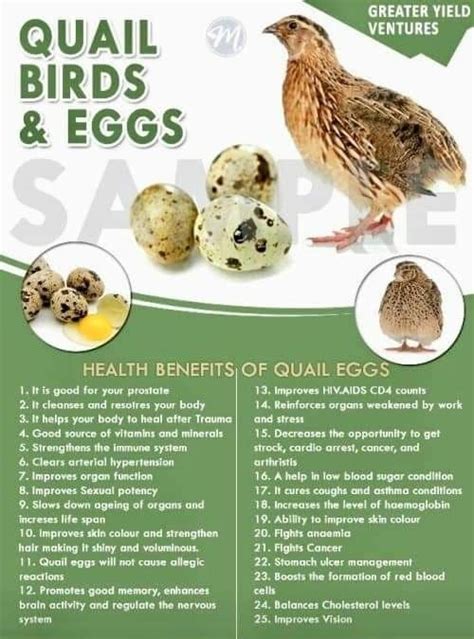 Pin By Elizabeth Thornton On Hens Quail Eggs Benefits Egg Benefits