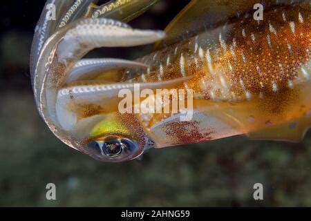 squid  cephalopods   superorder decapodiformes  elongated bodies stock photo alamy