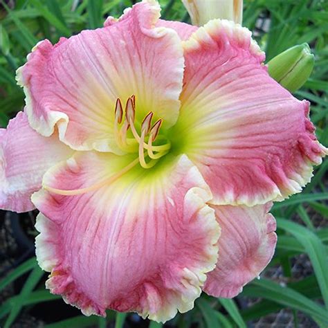 ann koonce day lilies amazing flowers daylily garden