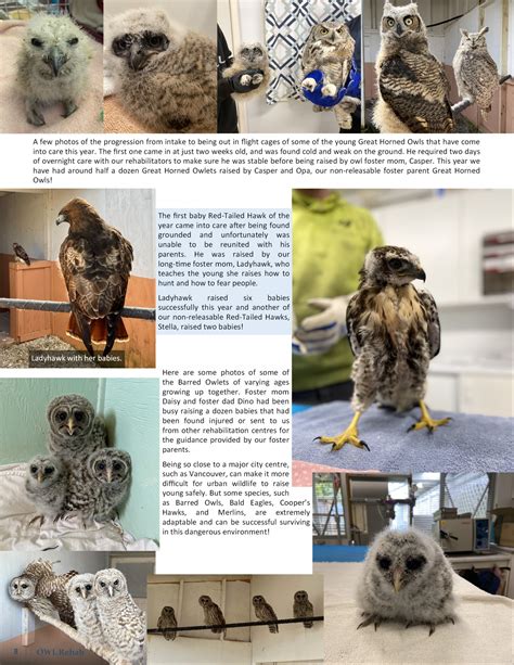 owl volume  newsletter  owl rehab