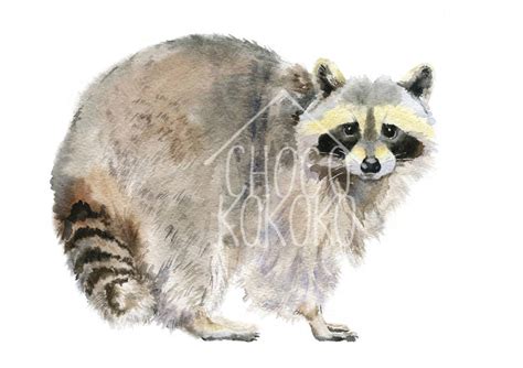 Raccoon Fine Art Print By Chocovenyl