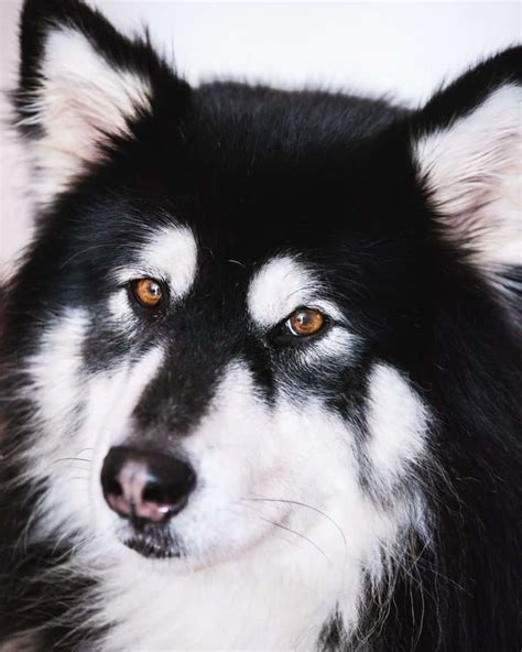 alaskan husky  ultimate breed information guide  dog advisor
