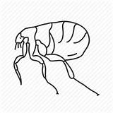Flea Drawing Icon Bug Siphonaptera Insect Tick Getdrawings sketch template