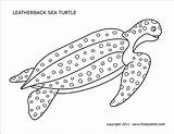 Sea Turtle Printable Leatherback Turtles Firstpalette Coloring Pages Templates sketch template