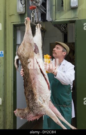 fallow deer carcass hanging   hoist   larder   culled  prepared