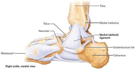 maisonneuve fracture definition  symptoms diagnosis treatment